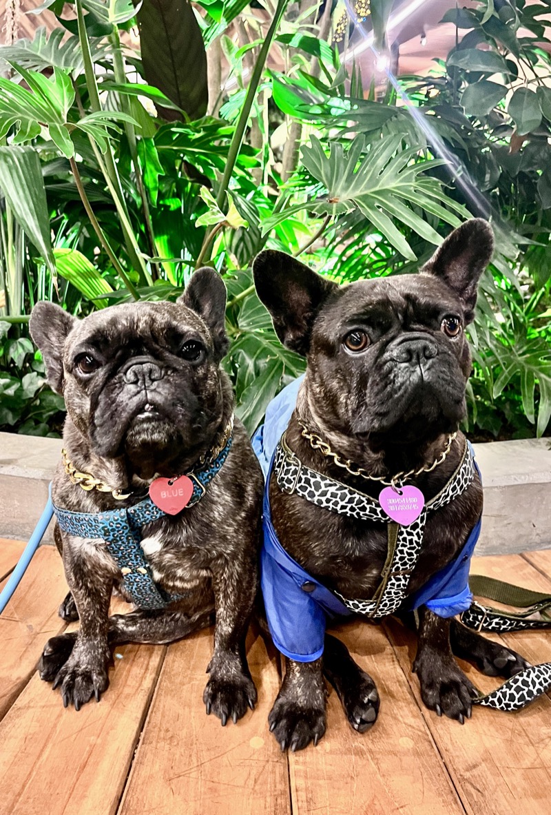 Blue y Fiora, las perritas que le dan nombre al estudio